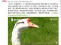 网红大鹅,从田间到网络，一只鹅的传奇之旅